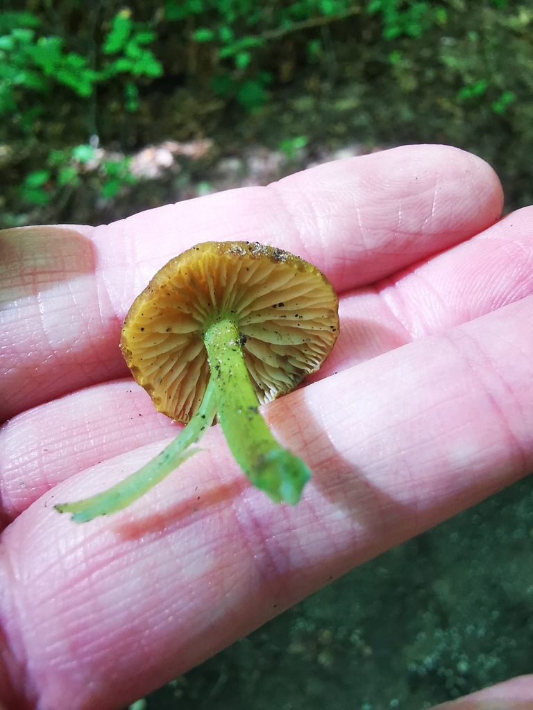 Mouse-pee Pinkgill · September 2026 · photo: Photo: (c) Alexis Williams, some rights reserved (CC BY) · iNaturalist