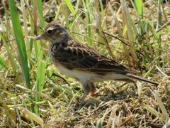 Alauda arvensis japonica