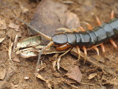 Scolopendra japonica