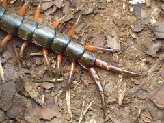 Scolopendra japonica