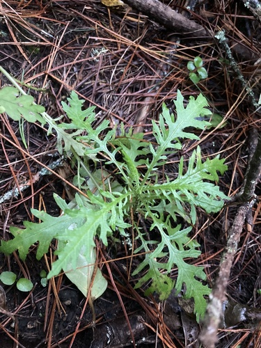 Senecio bipinnatisectus, photograph 5