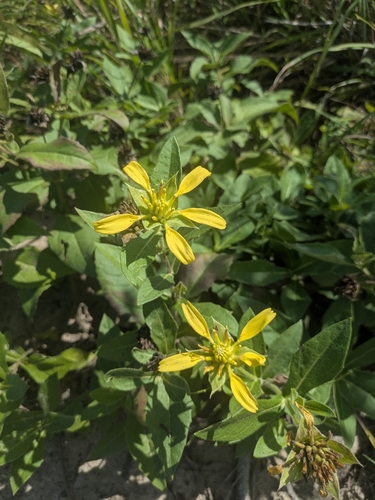 Tetragonotheca helianthoides, photograph 1