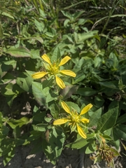 Tetragonotheca helianthoides