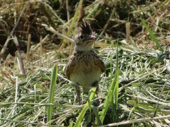 Alauda arvensis japonica