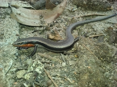 Acritoscincus platynotus