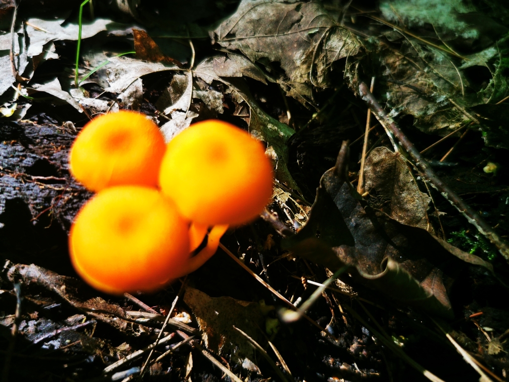 orange mycena · September 2026 · photo: Photo: (c) Alexis Williams, some rights reserved (CC BY) · iNaturalist
