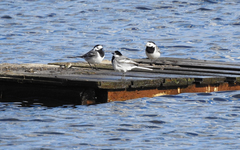 Motacilla alba