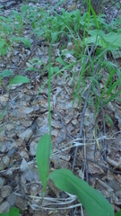 Allium microdictyon