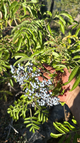 blue elder