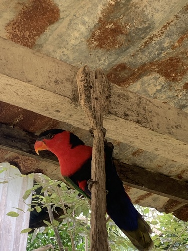 Lorius lory observed 2026-08-31