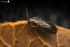 Mastogenius parallelus