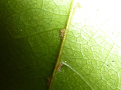 Huberantha nitidissima