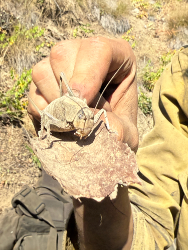 Mormon Cricket