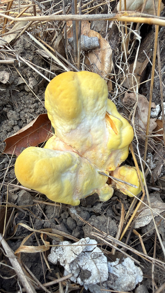 Western Hardwood Sulphur Shelf · September 2026 · photo: Photo: (c) harrii, some rights reserved (CC BY) · iNaturalist