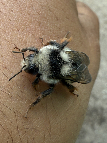 Vancouver Bumble Bee