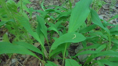 Allium microdictyon