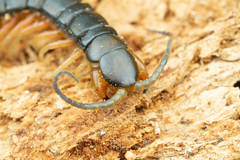 Scolopendra japonica