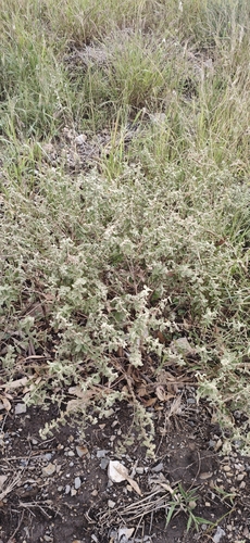 escobilla