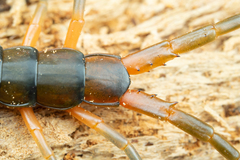Scolopendra japonica