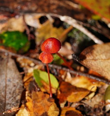 Mycena toyerlaricola