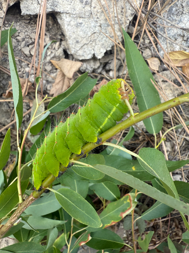 Polyphemus Moth