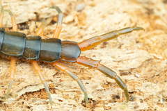 Scolopendra japonica