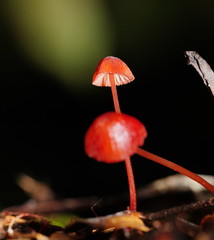 Mycena toyerlaricola