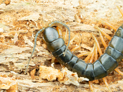 Scolopendra japonica