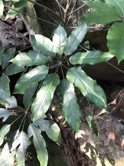 Heptapleurum arboricola