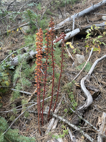 woodland pinedrops