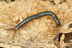 Scolopendra japonica