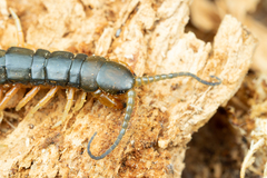 Scolopendra japonica