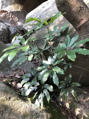 Heptapleurum arboricola