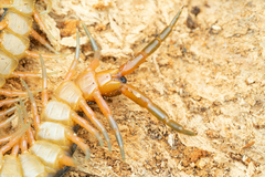 Scolopendra japonica