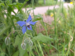 Borago officinalis