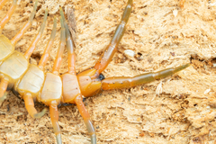 Scolopendra japonica