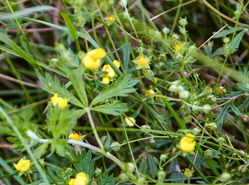 Silvery Cinquefoil