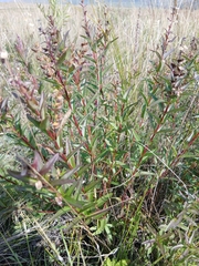 Scutellaria baicalensis, photograph (c) Святослав Власенко, some rights reserved (CC BY)