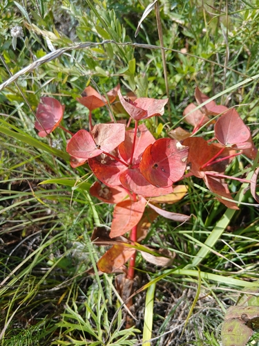 Euphorbia fischeriana, photograph 3