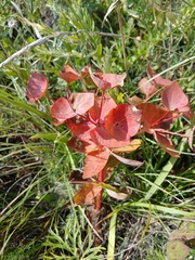 Euphorbia fischeriana, photograph (c) Святослав Власенко, some rights reserved (CC BY)