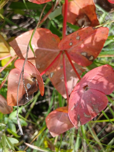 Euphorbia fischeriana, photograph 4