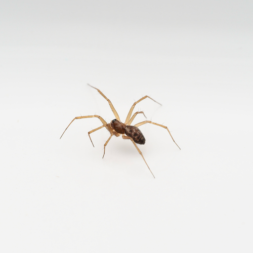 Tenuiphantes tenuis observed 2026-08-24
