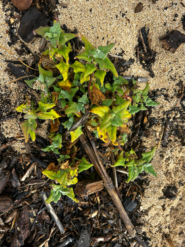 Tetragonia tetragonoides observed 2026-08-15