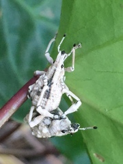 Dermatoxenus caesicollis