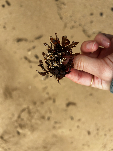 Amansia glomerata observed 2026-08-15