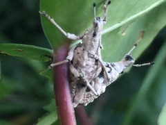 Dermatoxenus caesicollis