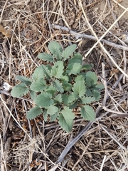 Dracocephalum olchonense