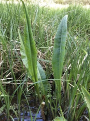 Rumex hydrolapathum