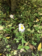 Erigeron philadelphicus