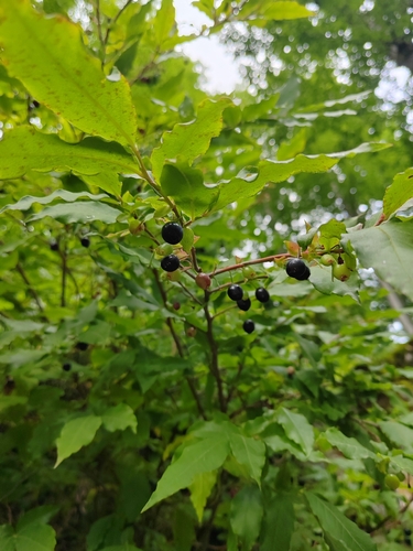 Vaccinium arctostaphylos, photograph 3